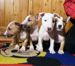 ClearMiniatureBullTerrier